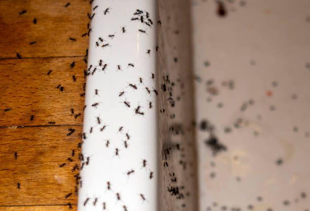 Wasp Removal Services in Manito, IL