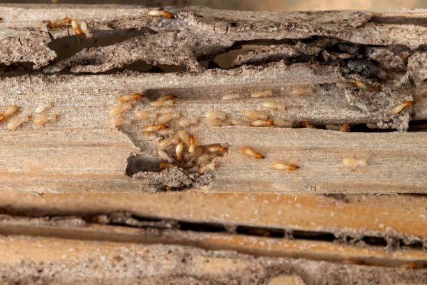Best Residential Pest Control  in Manito, IL